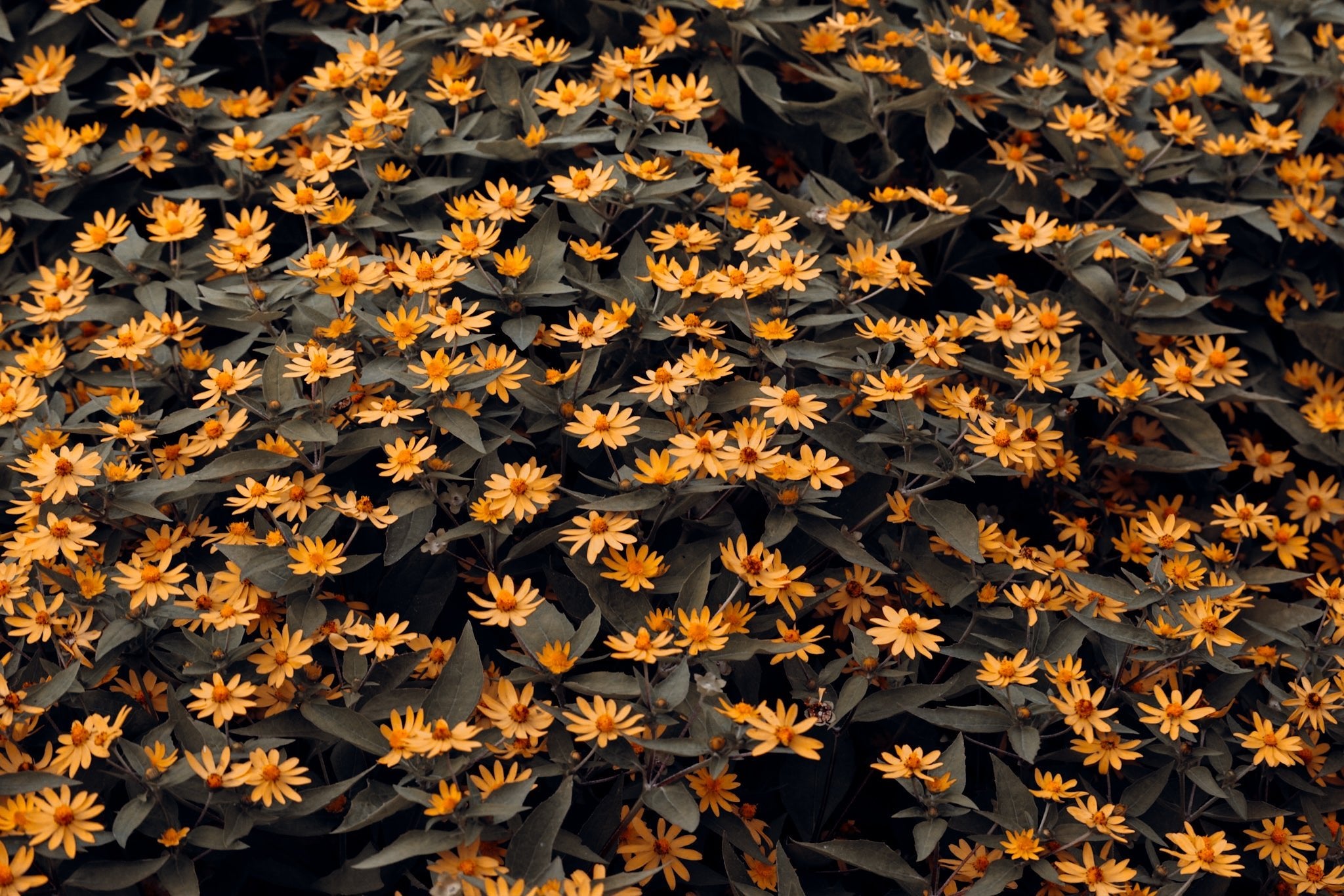 Botanical - Yellowstone Photography