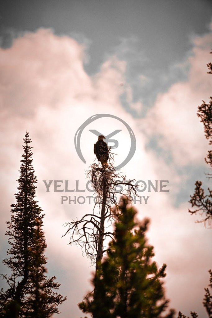 BOP: Bird of Prey - Yellowstone Photography