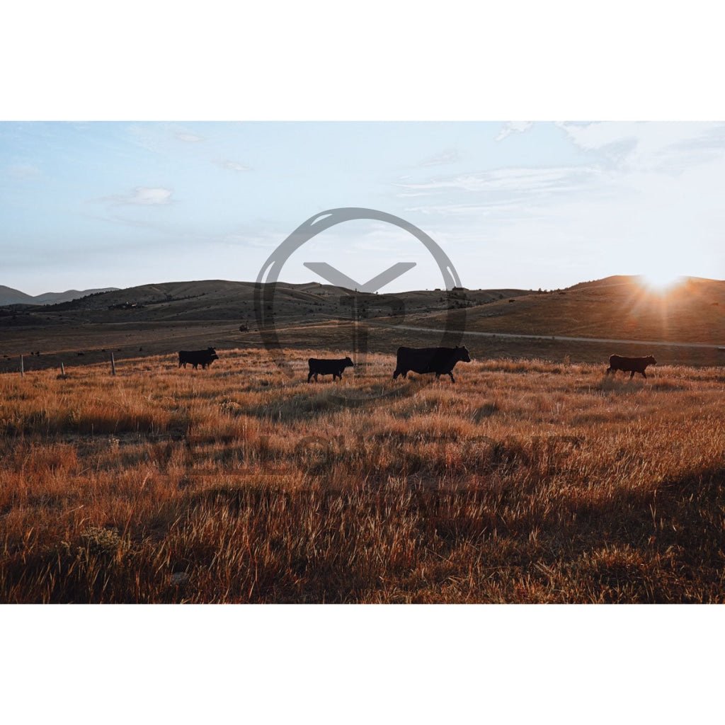 Morning Light - Yellowstone Photography