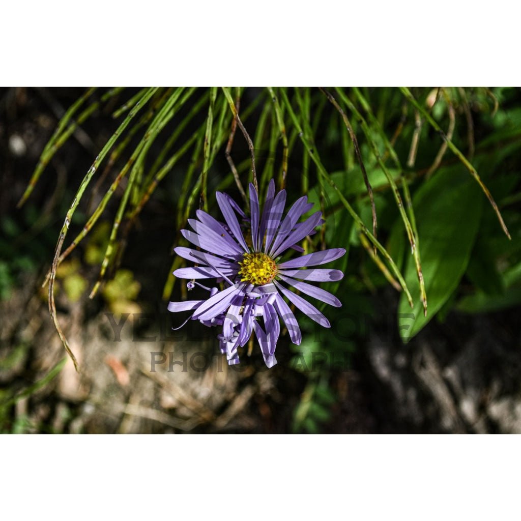 Pretty in Purple - Yellowstone Photography