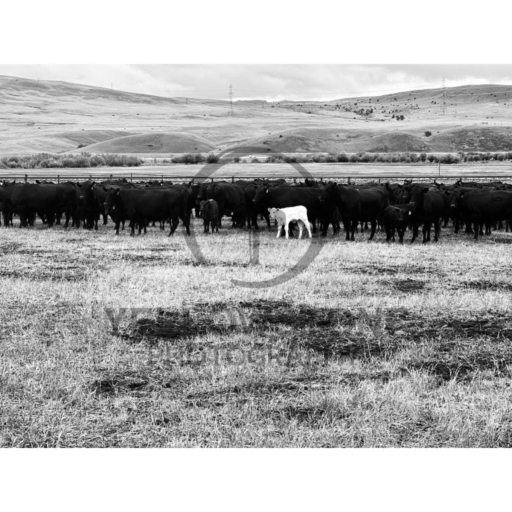 Solo - Yellowstone Photography