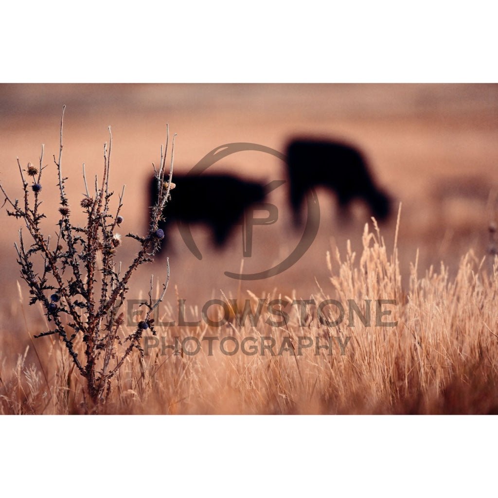 Thistle - Yellowstone Photography